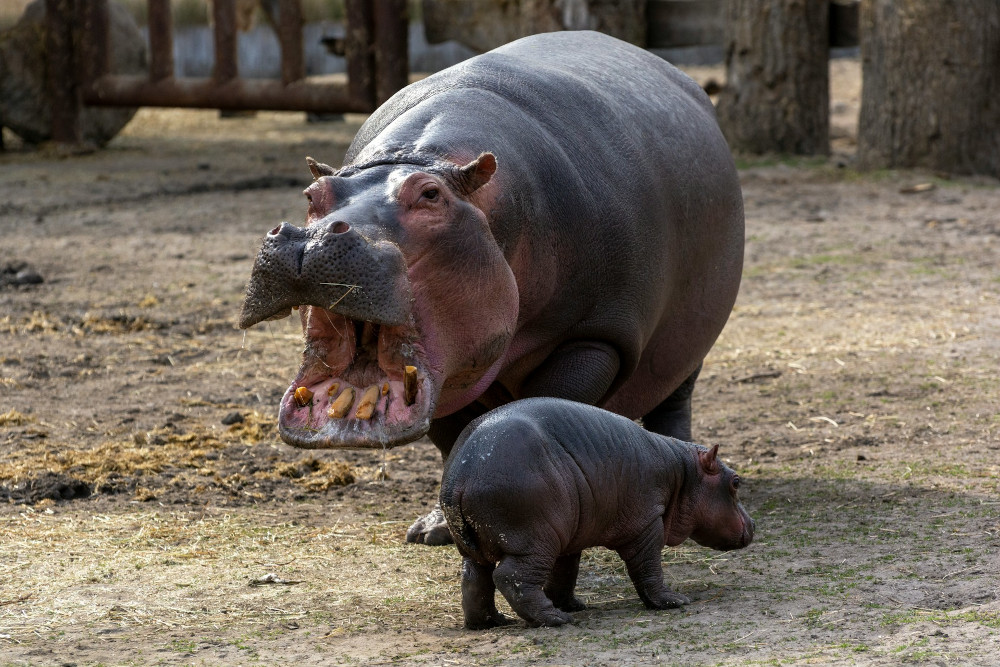 Les animaux en h : une liste surprenante d’animaux commençant par h